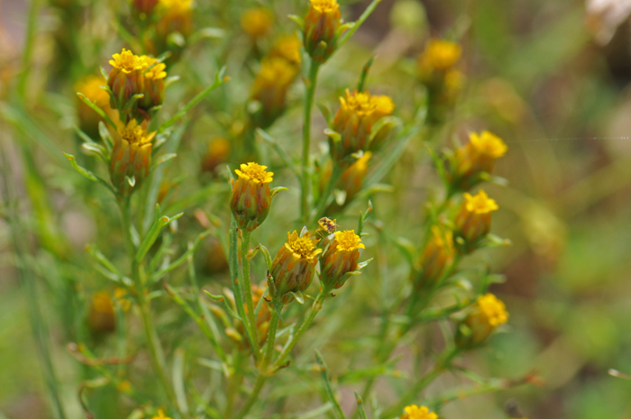 Fetid Marigold has yellow or orange flower heads that contain both ray and disk florets although it is often difficult to visually observe. The fruit of Fetid Marigold is called a cypsela. Dyssodia papposa